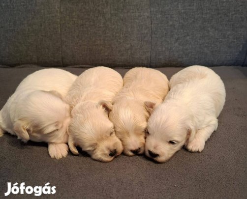 Maltipoo fajtatiszta jellegű kiskutyák foglalhatóak