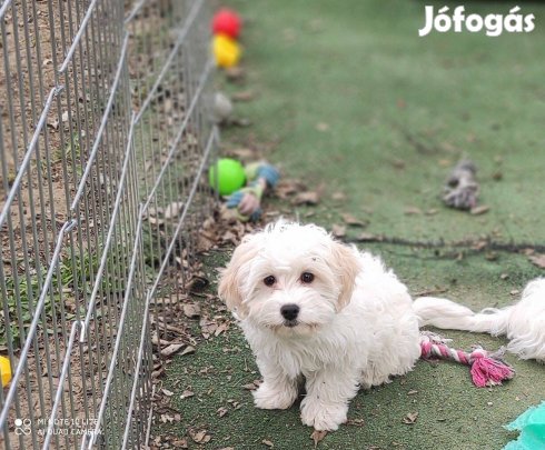 Maltipoo kisfiú