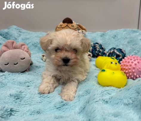 Máltipoo kisfiú gazdiját várja Toy uszkár apától Máltai selyem Anya