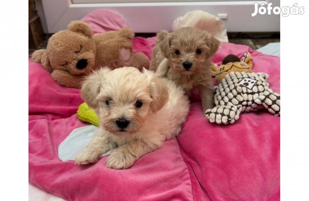 Maltipoo kisfiúk gazdijaikat keresik Toy uszkár * Máltai selyem