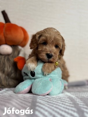 Maltipoo kiskutyák