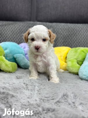 Maltipoo kiskutyák