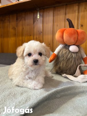 Maltipoo kislány !