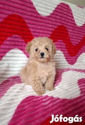 Maltipoo toy uszkár × máltai selyem