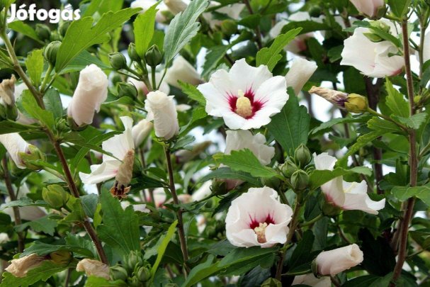 Mályvacserje, hibiszkusz