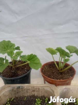 Mályvarózsa földlabdás