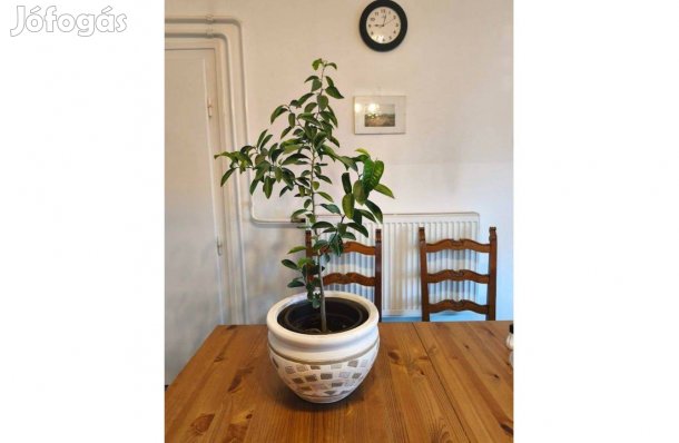 Mandarin növény 120 cm-es példány