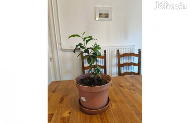 Mandarin növény 43 cm-es példány