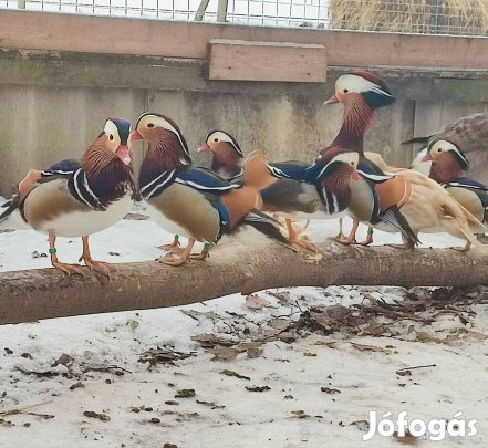 Mandarin réce párok