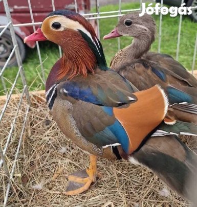 Mandarin réce párok