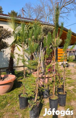 Mandulafenyő - Pinus Pinea