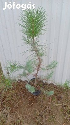 Mandulafenyő kont eladó
