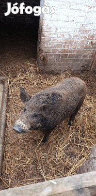 Mangalica Csüngő kan keveréke 