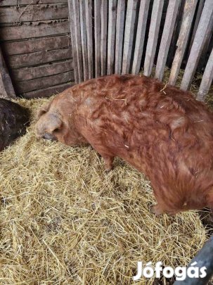 Mangalica Disznó