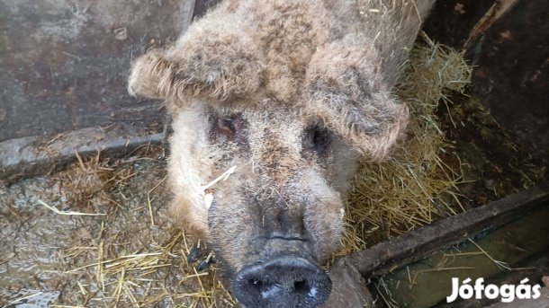 Mangalica Kan Disznó