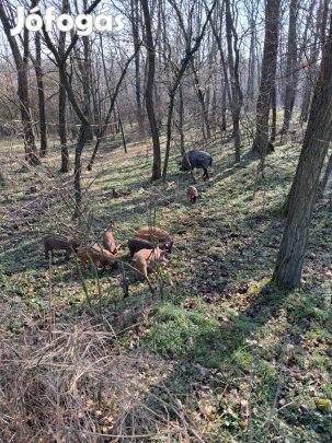 Mangalica - durok malacok