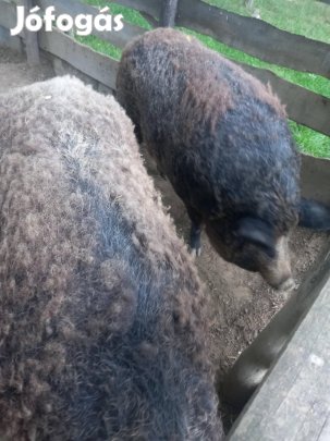 Mangalica anyadisznó eladó!
