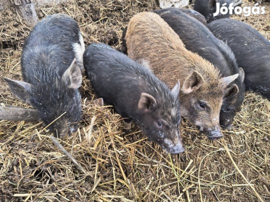 Mangalica, vietnámi malacok 