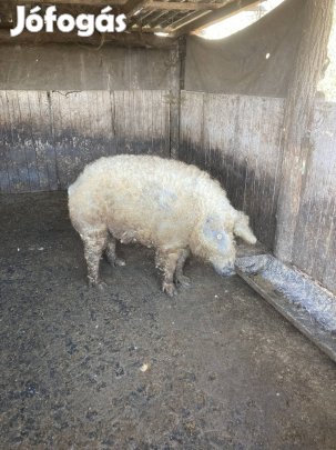 Mangalica család!