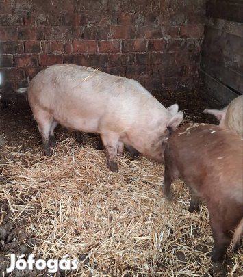Mangalica-duroc hízók 