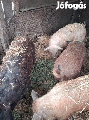 Mangalica-duroc hízók,  süldők 
