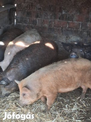 Mangalica-duroc kis súlyú hízók , süldők, malacok 