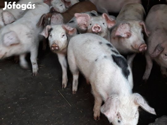 Mangalica-duroc-lapály keveré malacok eladók