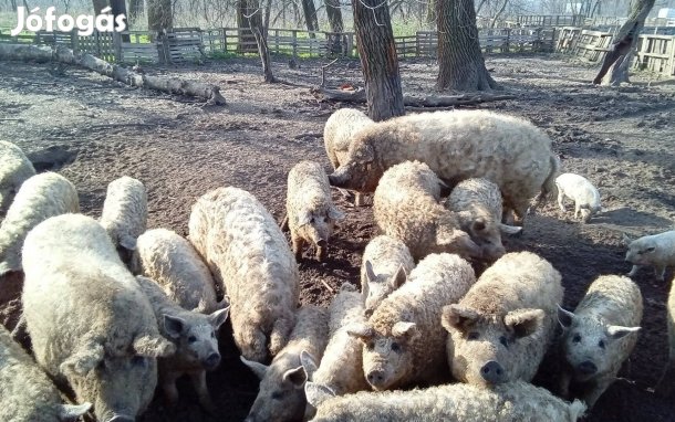 Mangalica élősúlyban 1000-1200 ft/kg áron Budapesten eladó