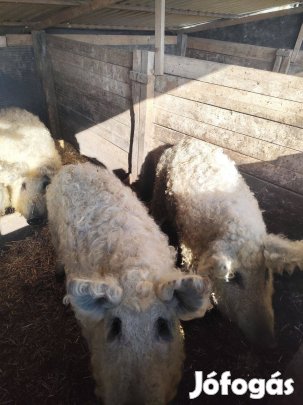 Mangalica hízó