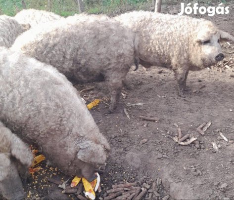Mangalica hízók