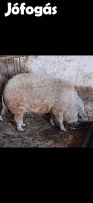 Mangalica hízók 