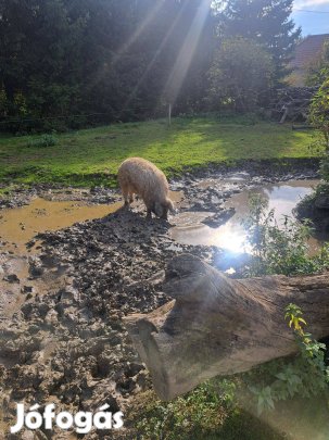 Mangalica hizók, süldők!
