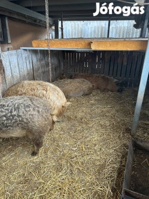 Mangalica hízók eladóak