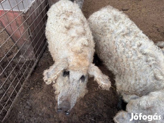 Mangalica hízók eladók
