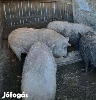 Mangalica jellegű hízók