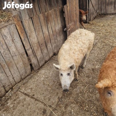 Mangalica költözne