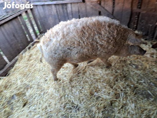 Mangalica költözne