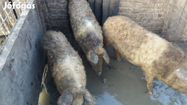 Mangalica lapály hízok