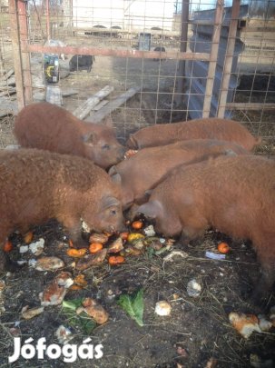 Mangalica malac, süldő ea. 20-60kg. közötteik.Szállításban segítek