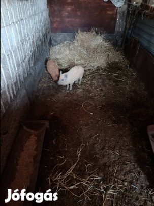 Mangalica malac eladó!