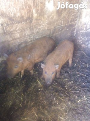 Mangalica malacok eladók