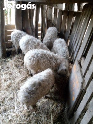 Mangalica mangalicák szőke