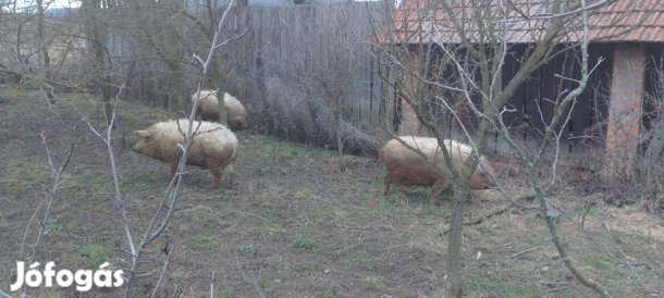 Mangalica süldők