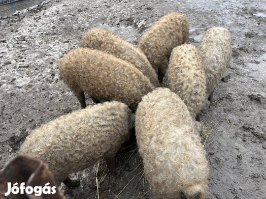 Mangalica süldők
