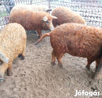 Mangalica süldők vörös göbék !