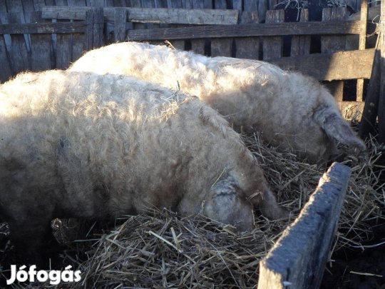 Mangalica vágósertés eladó