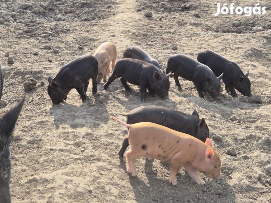 Mangalica x durok x vietnámi mix malacok