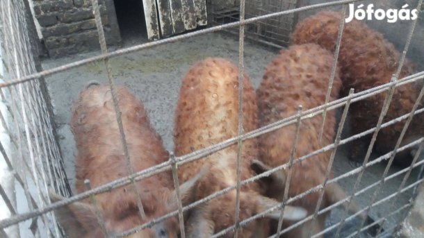 Mangalicadúrok hízok