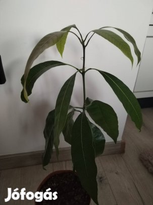 Mangó csemete magról kelt 40 cm