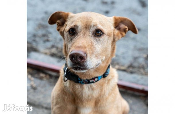 Mangó újra gazdit keres